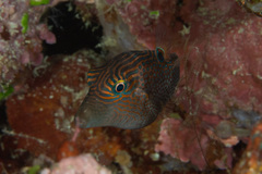 Canthigaster janthinoptera