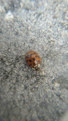 Harmonia axyridis