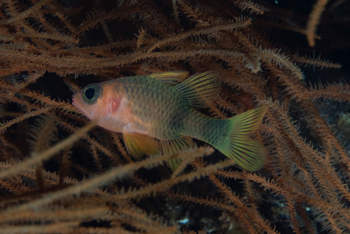 Broadbanded cardinalfish (Apogon posterofasciatus) — Apogonidae — 3