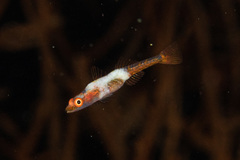 Bryaninops