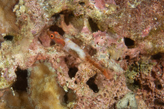 Bryaninops