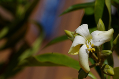 Phebalium squamulosum