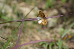 Consul excellens genini