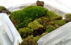 Bryum argenteum