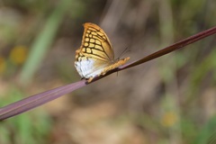 Consul excellens genini