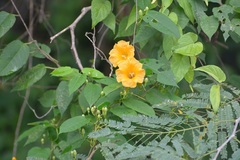 Ipomoea aurantiaca