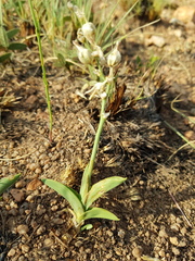 Chlorophytum trichophlebium