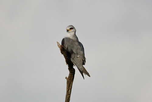 African Black-winged Kite