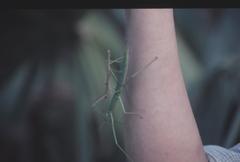 Apterograeffea marshallae