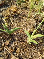 Chlorophytum trichophlebium