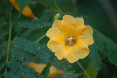 Ipomoea aurantiaca