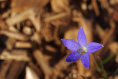 Wahlenbergia capillaris