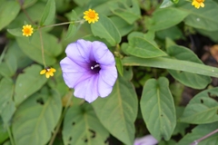 Ipomoea lindenii
