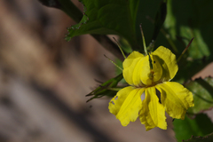 Goodenia ovata