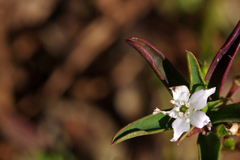 Philotheca myoporoides