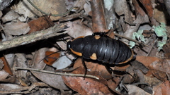 Deropeltis paulinoi