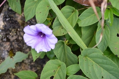 Ipomoea lindenii