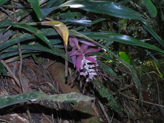 Billbergia euphemiae, photograph (c) Gabriel Jovêncio Ribeiro, some rights reserved (CC BY)