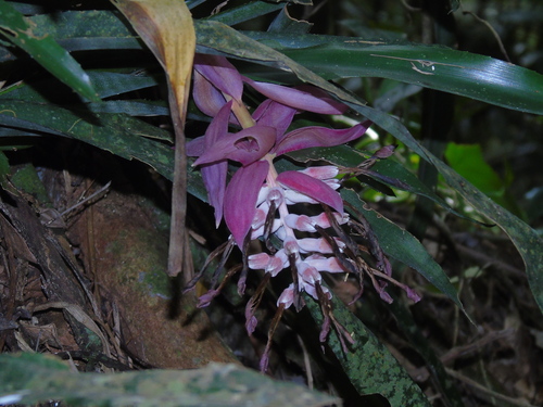 Billbergia euphemiae, photograph 3