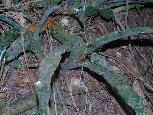 Billbergia euphemiae, photograph 5