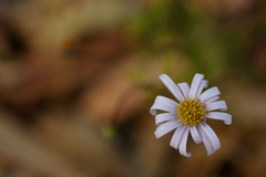 Brachyscome multifida