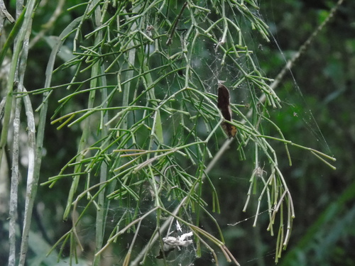 Sausage-chain cactus (Rhipsalis clavata)