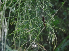 Rhipsalis clavata