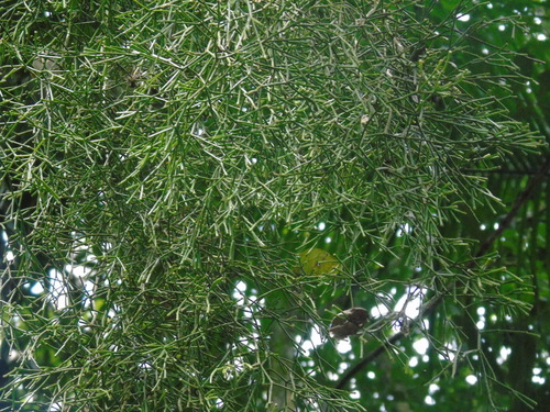 Rhipsalis clavata, photograph 1