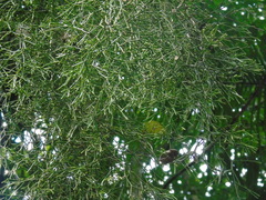 Rhipsalis clavata, photograph (c) Gabriel Jovêncio Ribeiro, some rights reserved (CC BY)