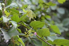 Laubertia contorta