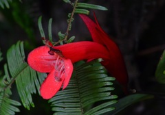 Aeschynanthus rhododendron