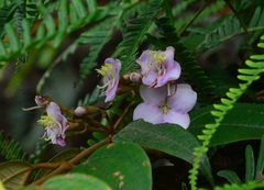 Dissochaeta spectabilis