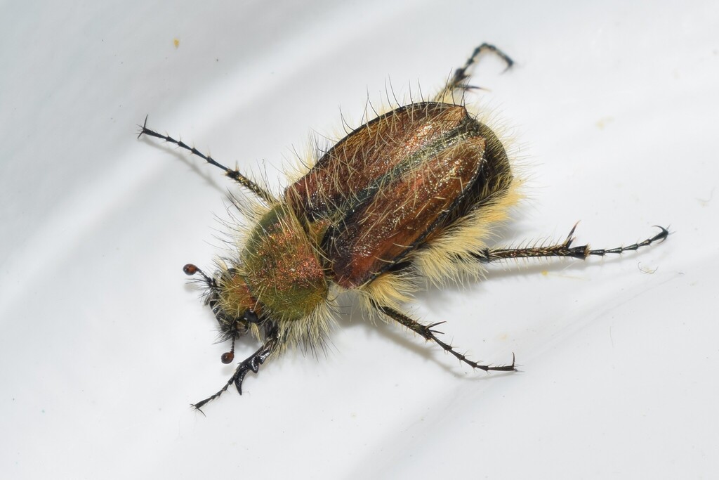 Pygopleurus labaumei