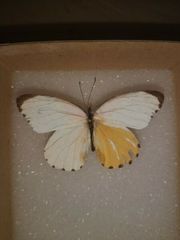 Mylothris agathina agathina