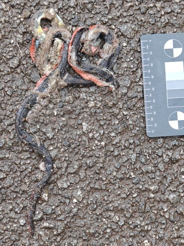Black Coralsnake