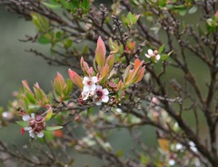 Leptospermum amboinense