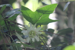 Passiflora vellozii