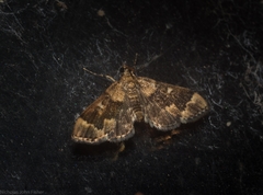 Nacoleia oncophragma