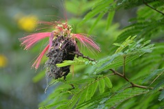 Calliandra houstoniana calothyrsus