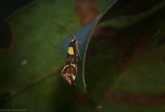 Epithymema helias