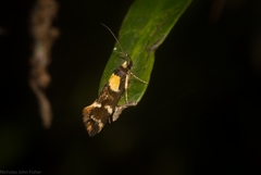 Epithymema helias
