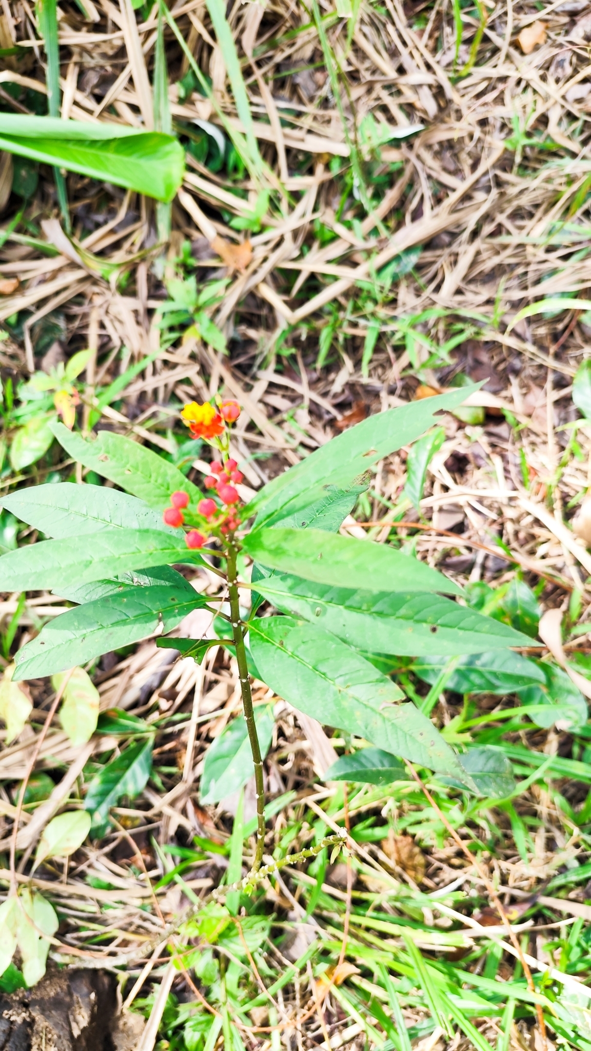 Asclepias curassavica