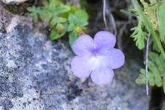 Achimenes longiflora