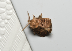 Orthocraspeda furva