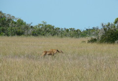 Odocoileus virginianus seminolus