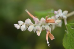 Salvia lasiantha