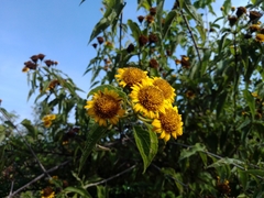 Otopappus epaleaceus