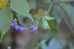 Salvia connivens