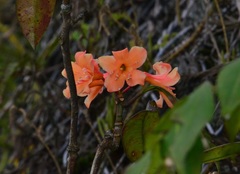 Rhododendron javanicum