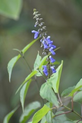 Salvia connivens